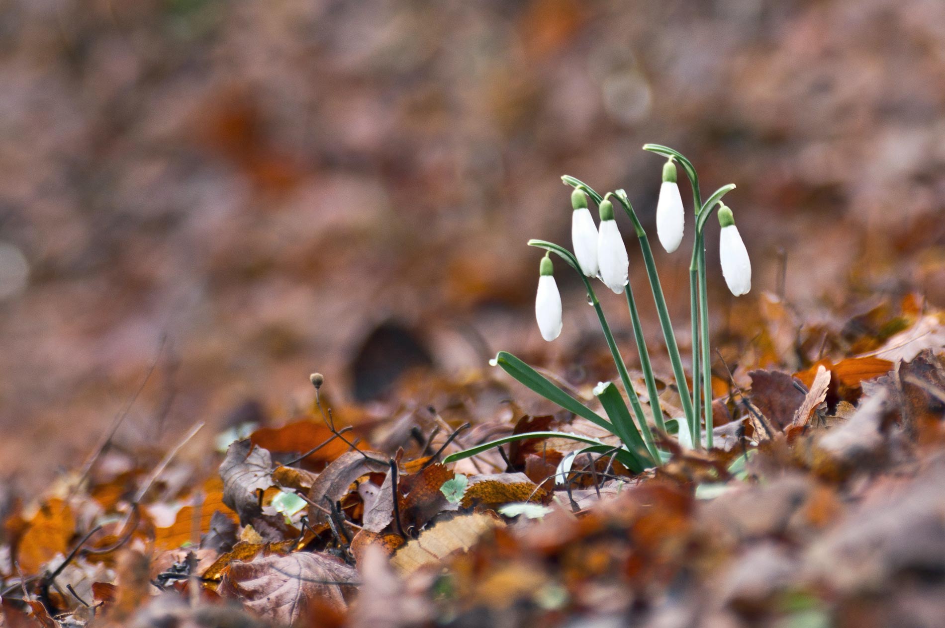 Galanthus nivalis  / Bucaneve